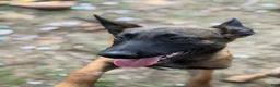 Belgian Malinois dogs for sale: Belgian Malinois 2 - Ad 1