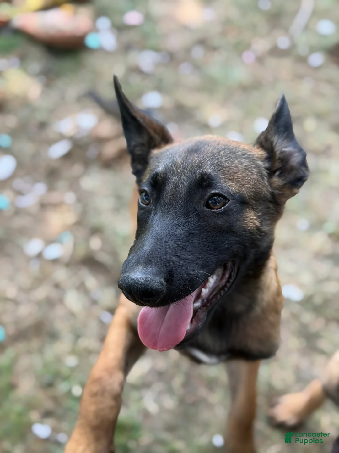 Belgian Malinois dogs for sale: Belgian Malinois 2 - Ad 1