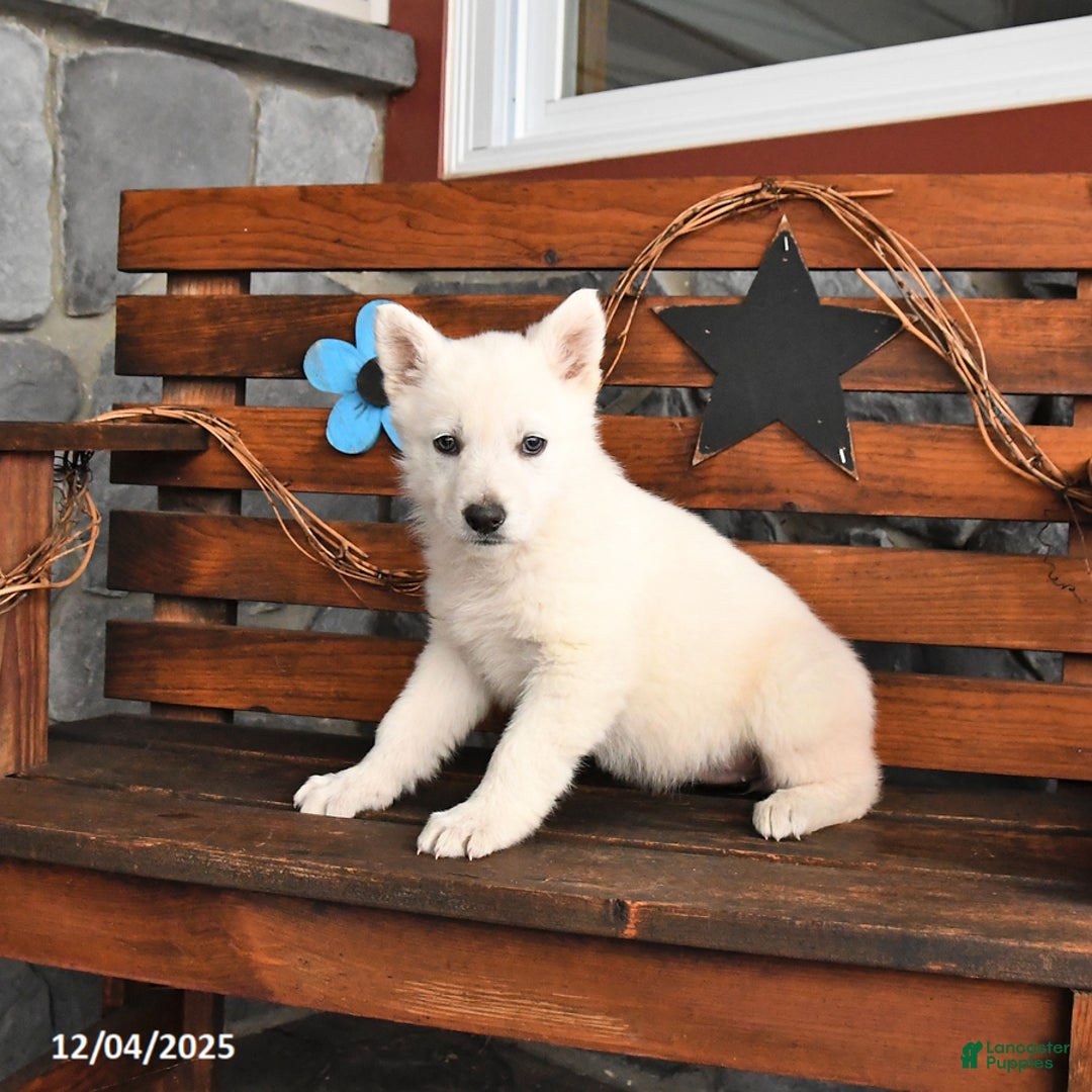 German Shepherd dogs for sale: Molly - Ad 2