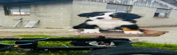 Bernese Mountain Dog dogs for sale: Eleanor - Ad 2