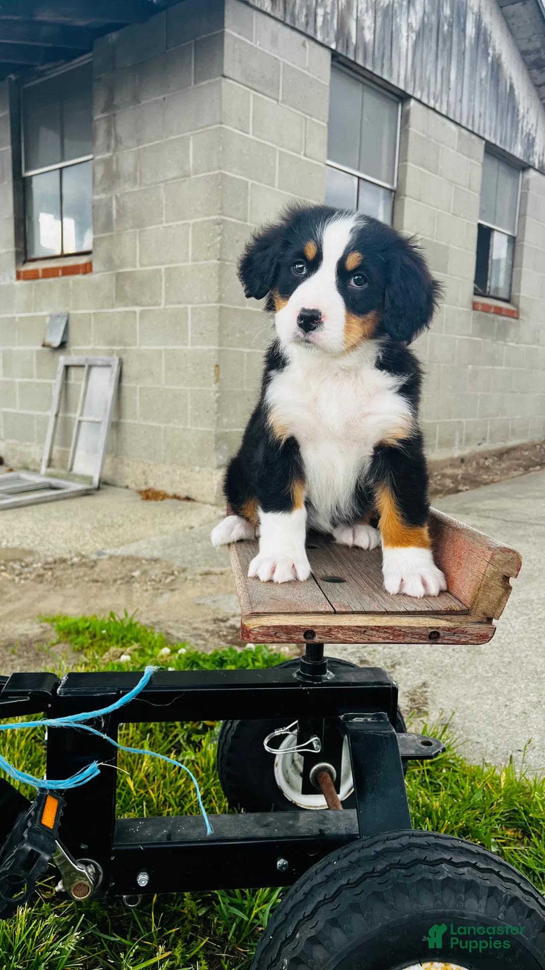 Bernese Mountain Dog dogs for sale: Eleanor - Ad 2