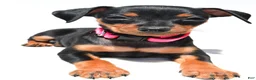 Miniature Pinscher dogs for sale: Bailey - Ad 3