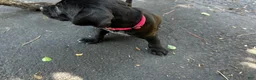 Mixed Breed dogs for sale: Red - Ad 23