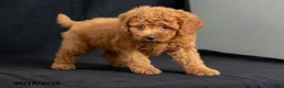 Mini Goldendoodle dogs for sale: Denise - Ad 4
