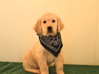 Golden Retriever dogs - Ad 37