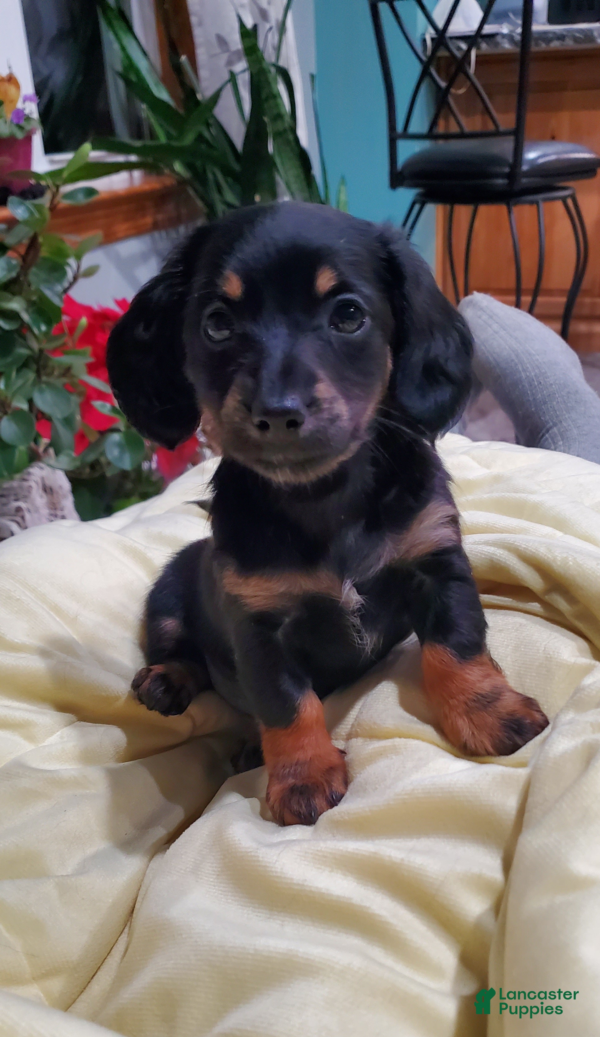 Miniature Dachshund dogs Inka - Ad 21