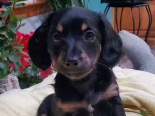 Miniature Dachshund dogs Inka - Ad 6