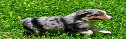 Miniature Australian Shepherd dogs for sale: Fancy - Ad 6
