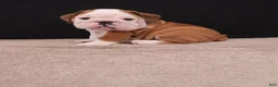 English Bulldog dogs for sale: Bruno - Ad 20