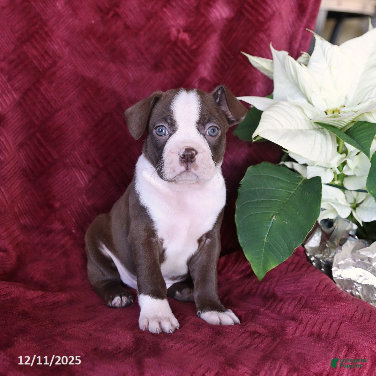 Boston Terrier dogs Bouncer - Ad 39