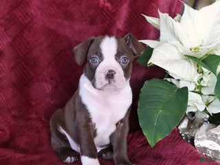 Boston Terrier dogs Bouncer - Ad 17