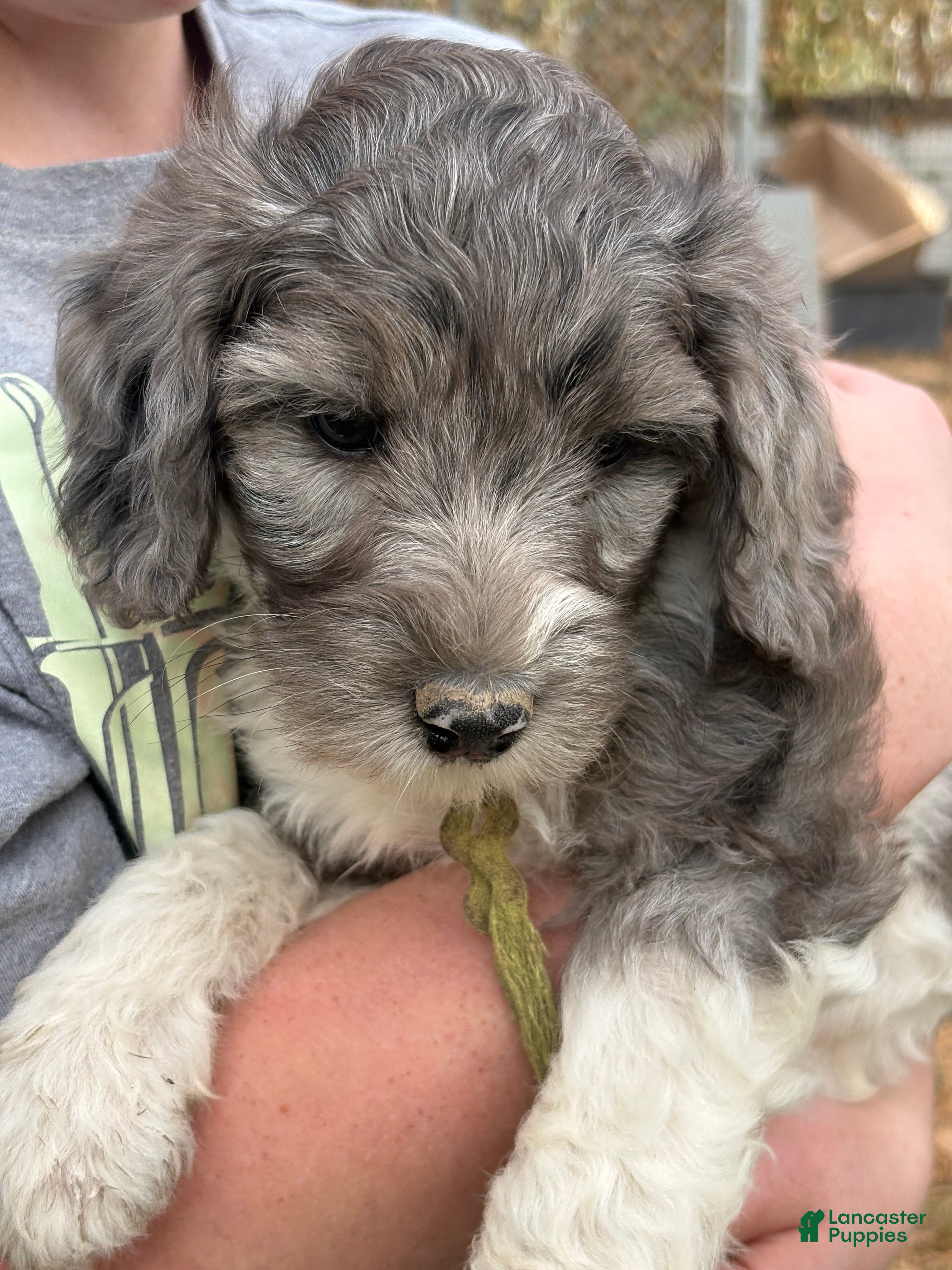 Mixed Breed dogs for sale: Loren – Grey & White Small Merle Female Mini Bernedoodle | Happy & Social | 25–30 lbs - Ad 2