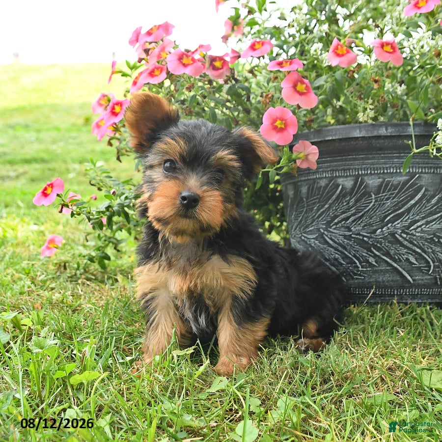 Yorkshire Terrier dogs Misty - Ad 2