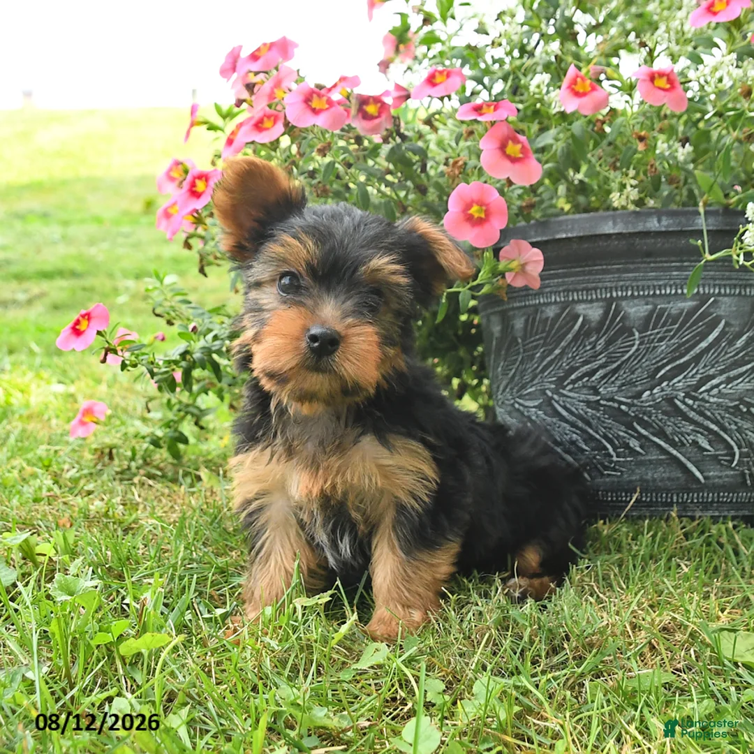 Yorkshire Terrier dogs for sale: Misty - Ad 2