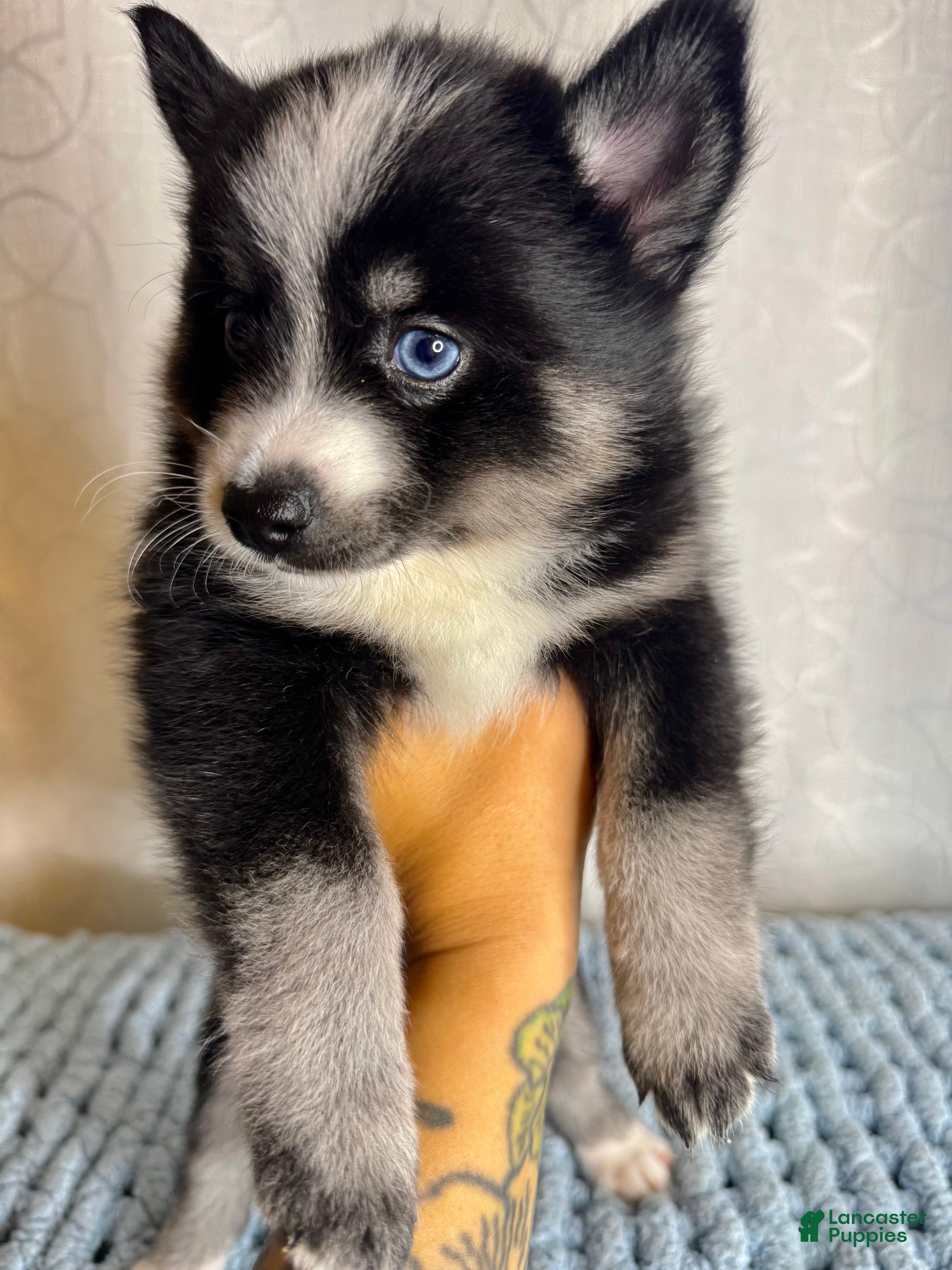 Pomsky dogs Griffin - Ad 16