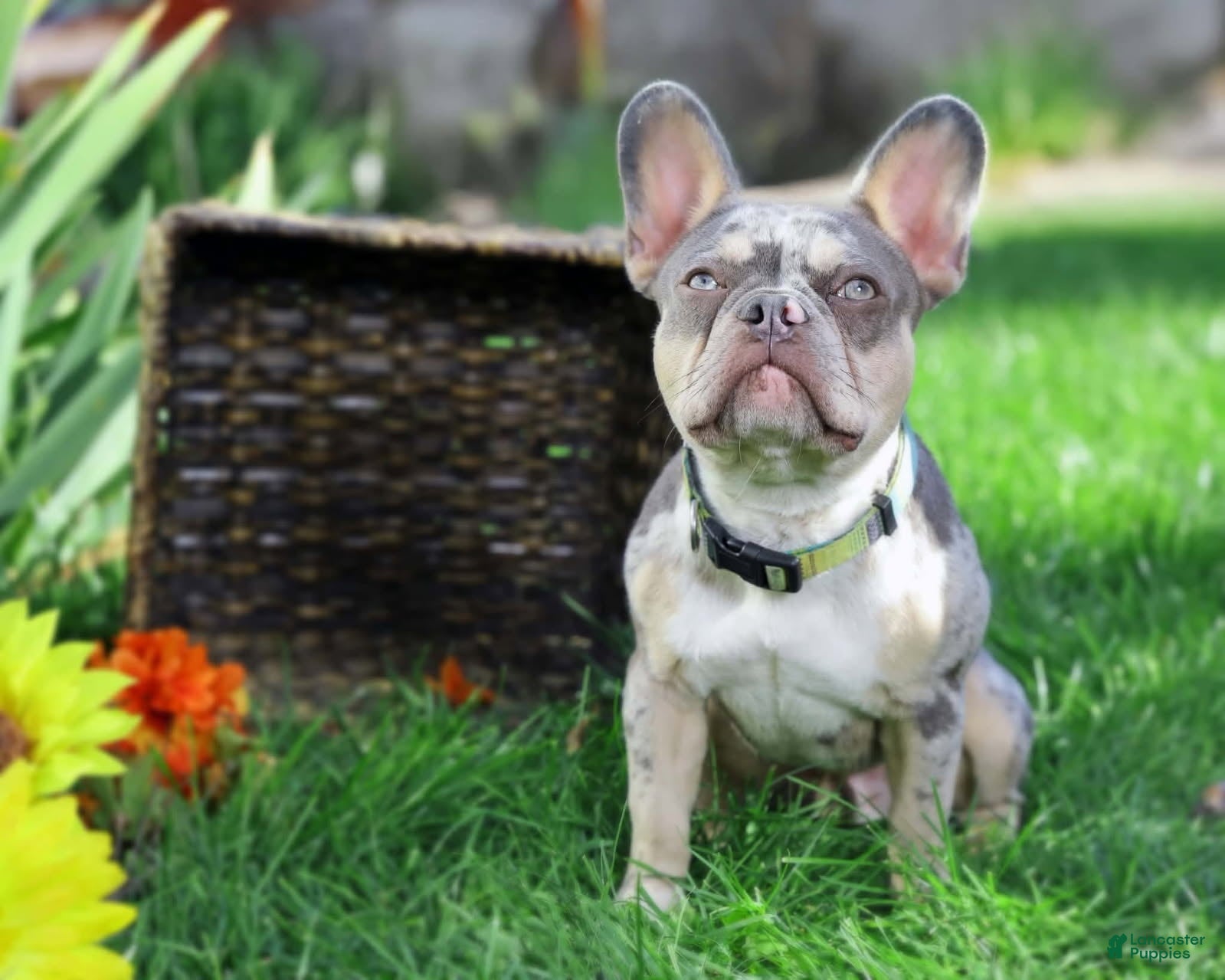 French Bulldog dogs for sale: French Bulldog 4 - Ad 2