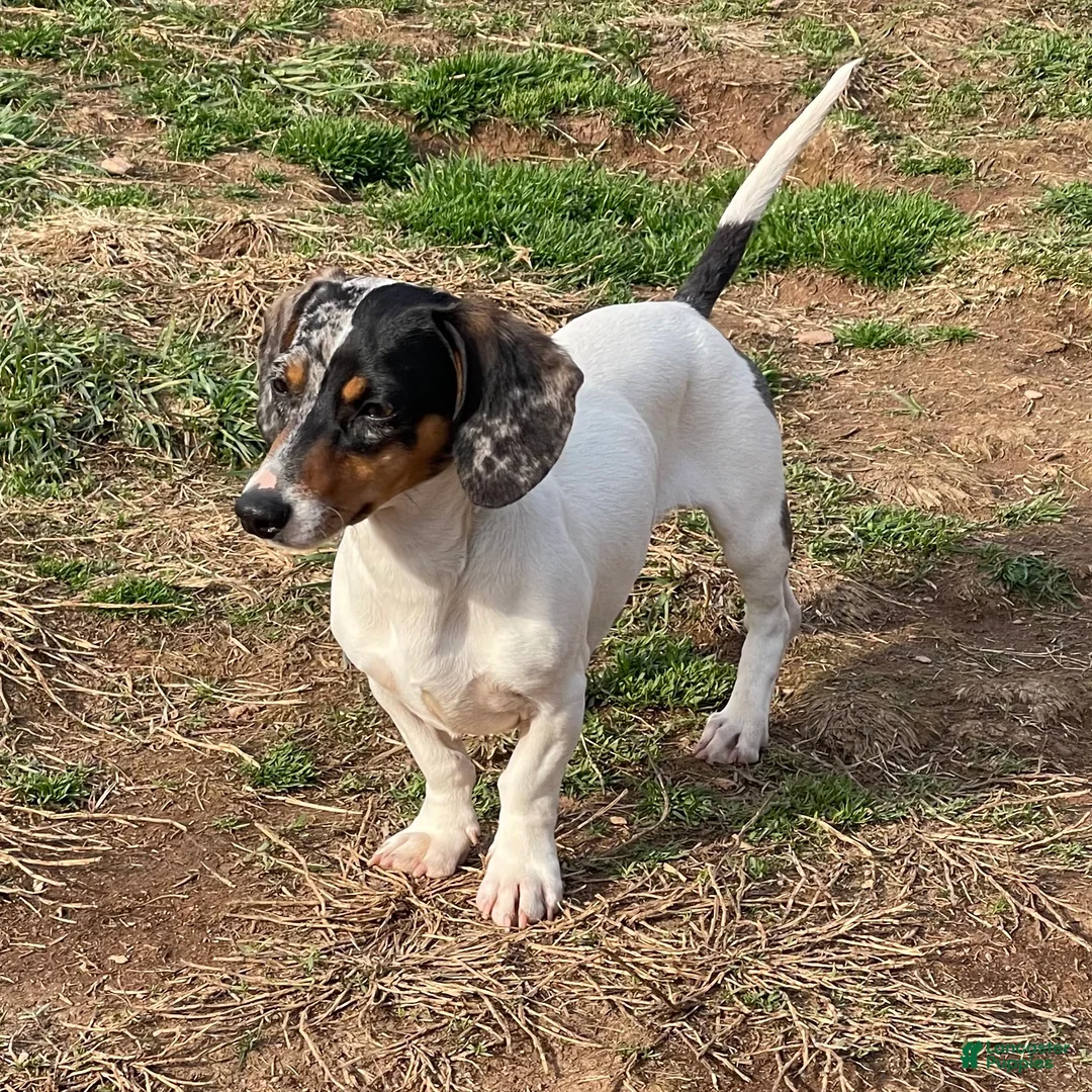 Dachshund dogs for sale: Dexter - Ad 2