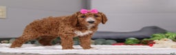 Standard Poodle dogs for sale: Brianna - Ad 6
