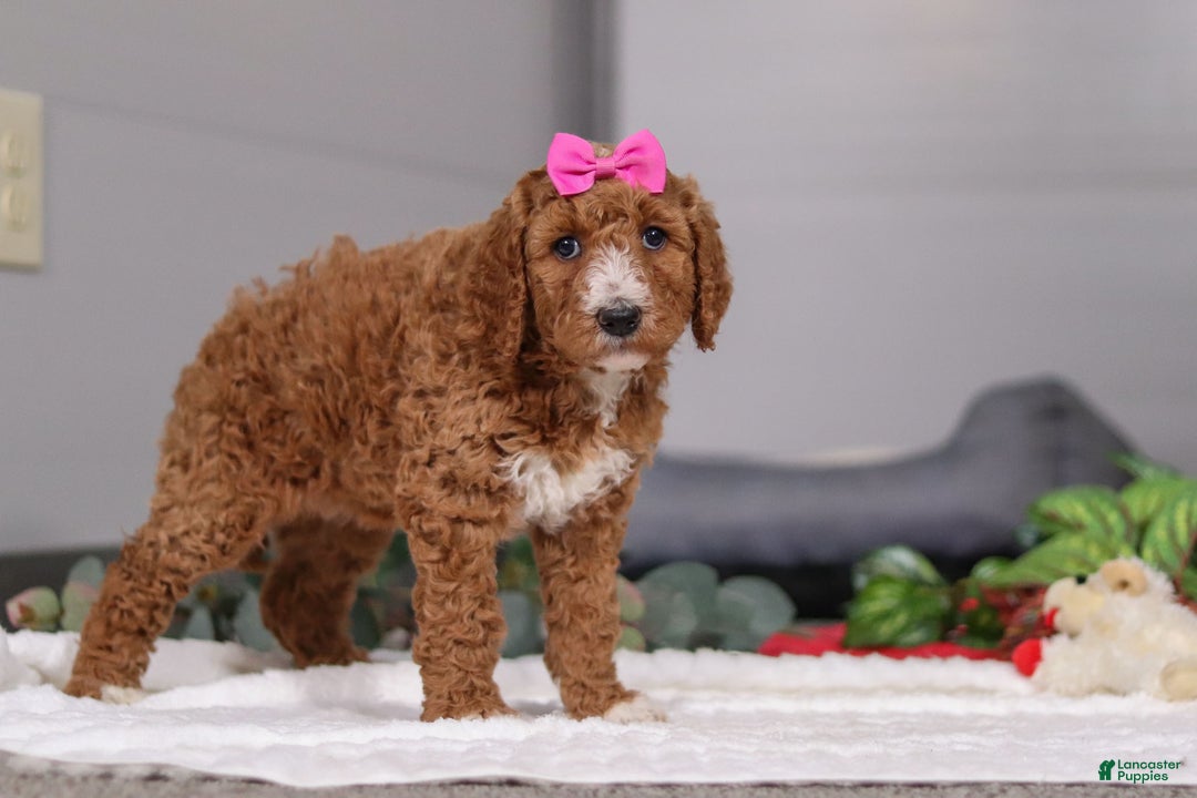 Standard Poodle dogs for sale: Brianna - Ad 6