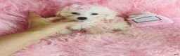 Toy Poodle dogs for sale: Toy Poodle 1 - Ad 2
