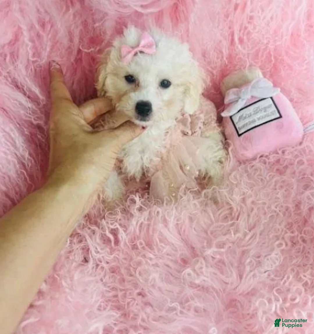 Toy Poodle dogs for sale: Toy Poodle 1 - Ad 2