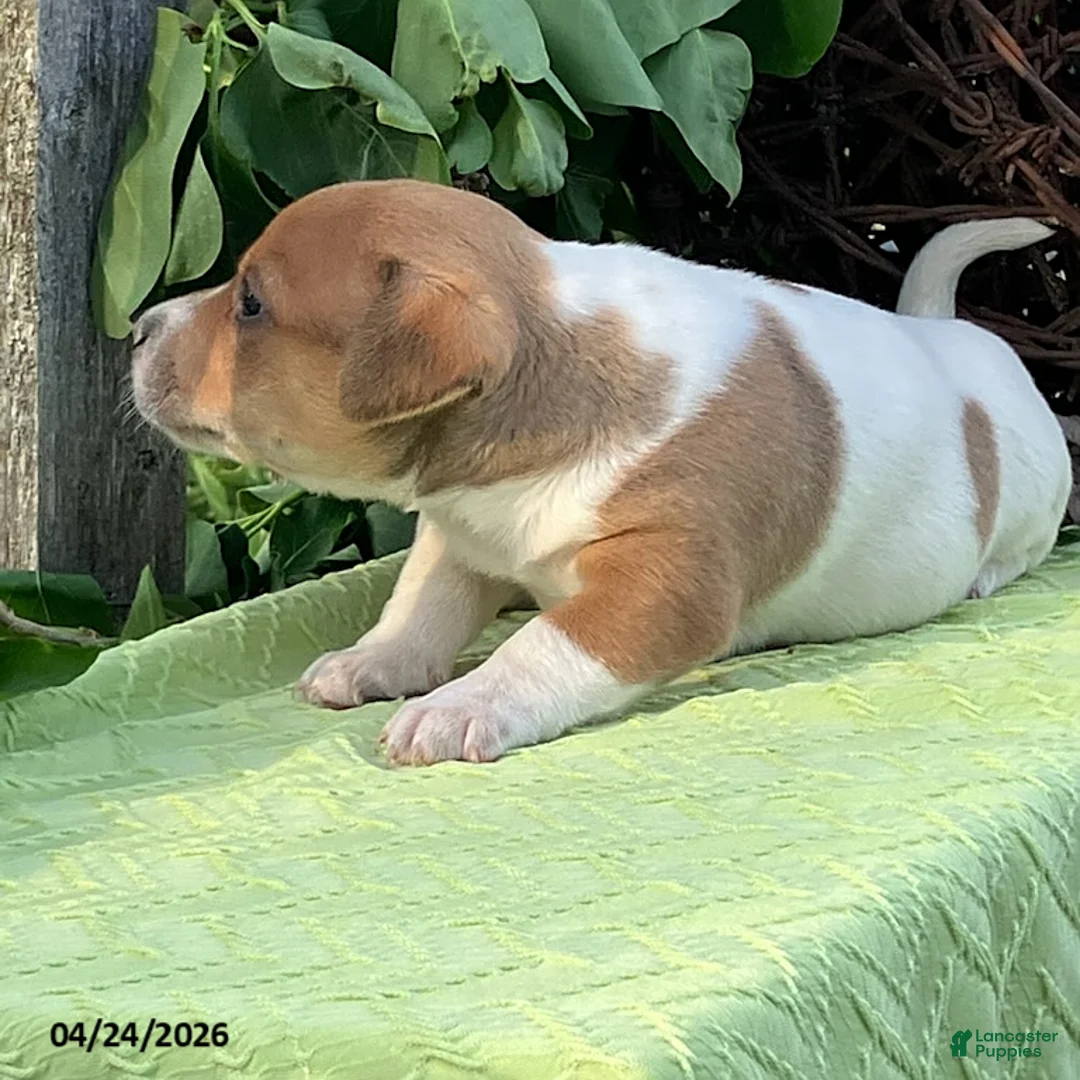 Jack Russell Terrier dogs for sale: Oscar - Ad 2