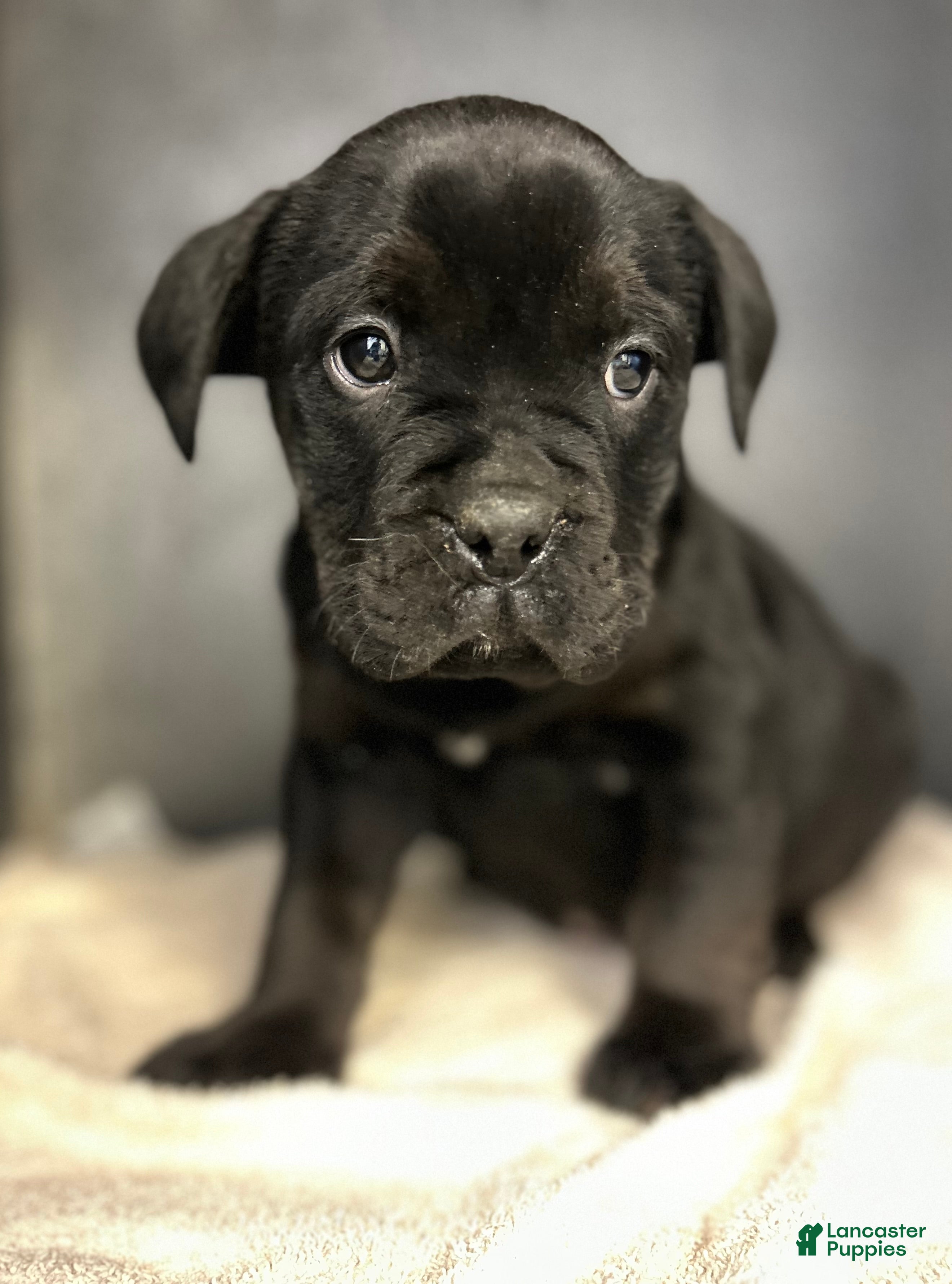 Mixed Breed dogs Bean - Ad 1