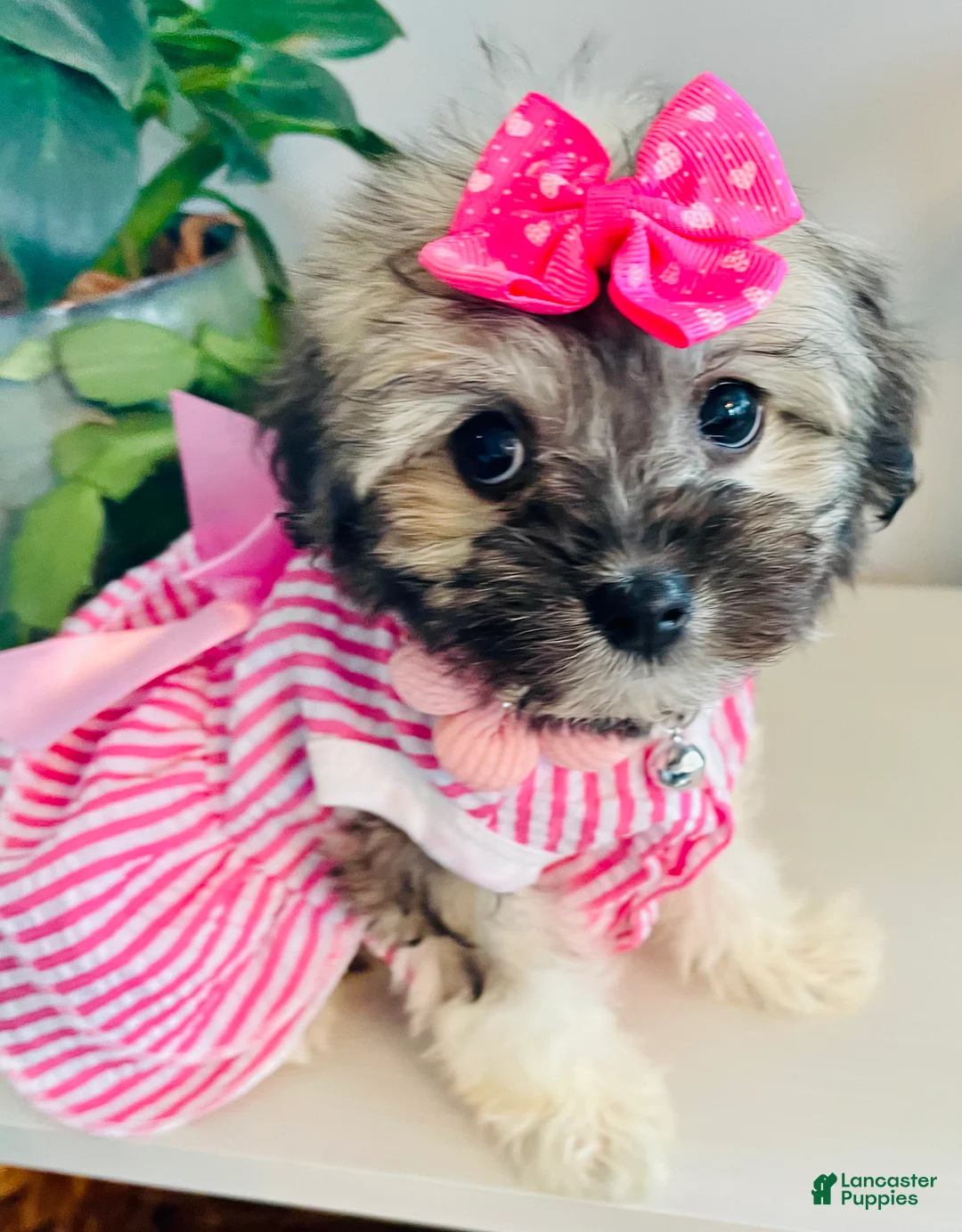 Havanese dogs for sale: Toy sized Luna - Ad 1