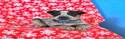 Australian Cattle Dog dogs for sale: Jinx - Ad 2