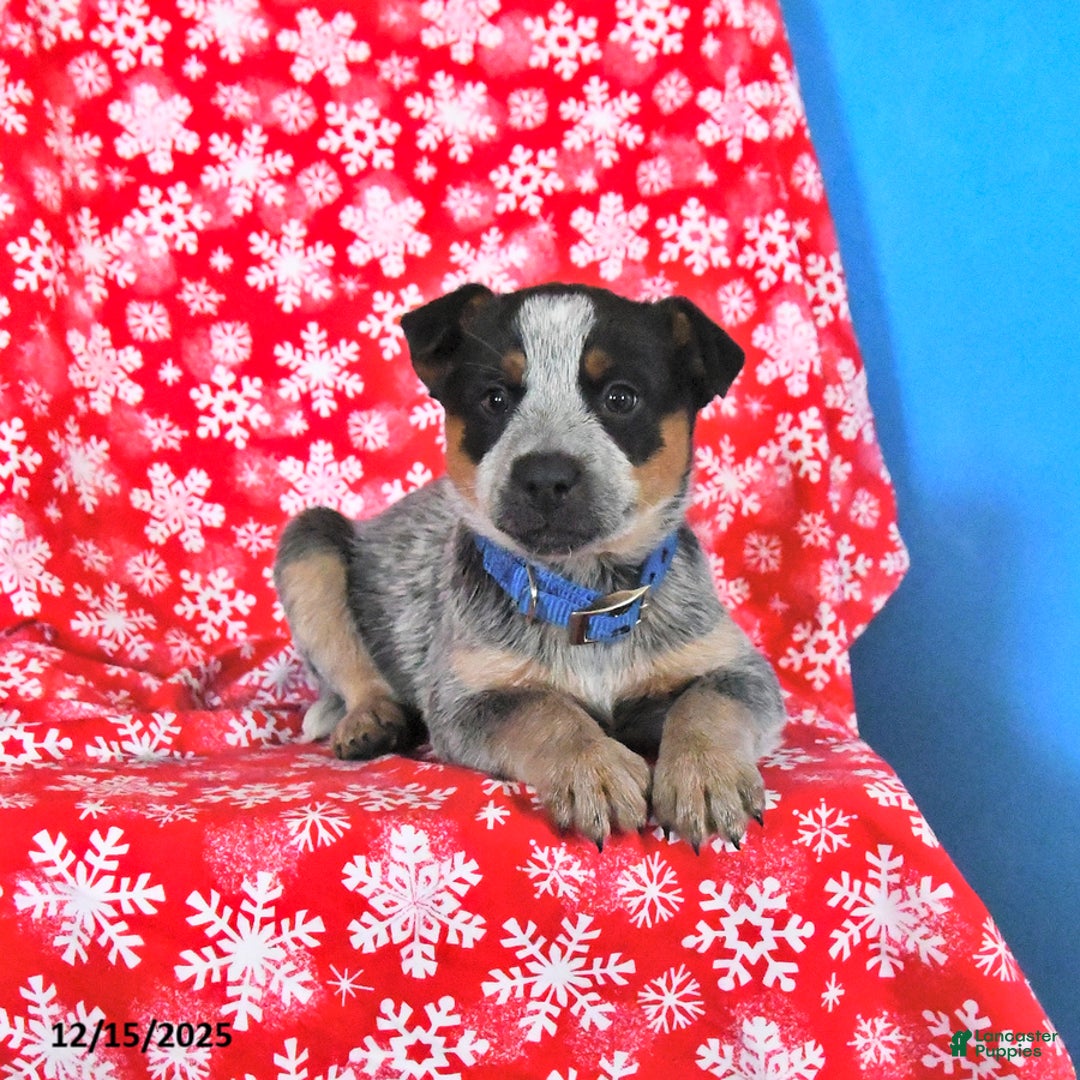 Australian Cattle Dog dogs for sale: Jinx - Ad 2