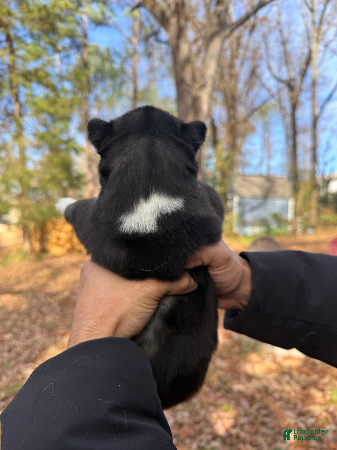 Siberian Husky dogs for sale: Pistol - Ad 4