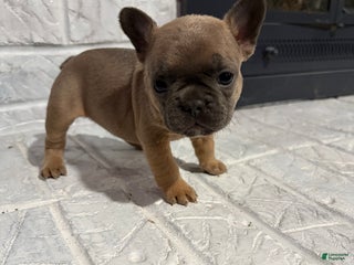 French Bulldog dogs Reese - Ad 6