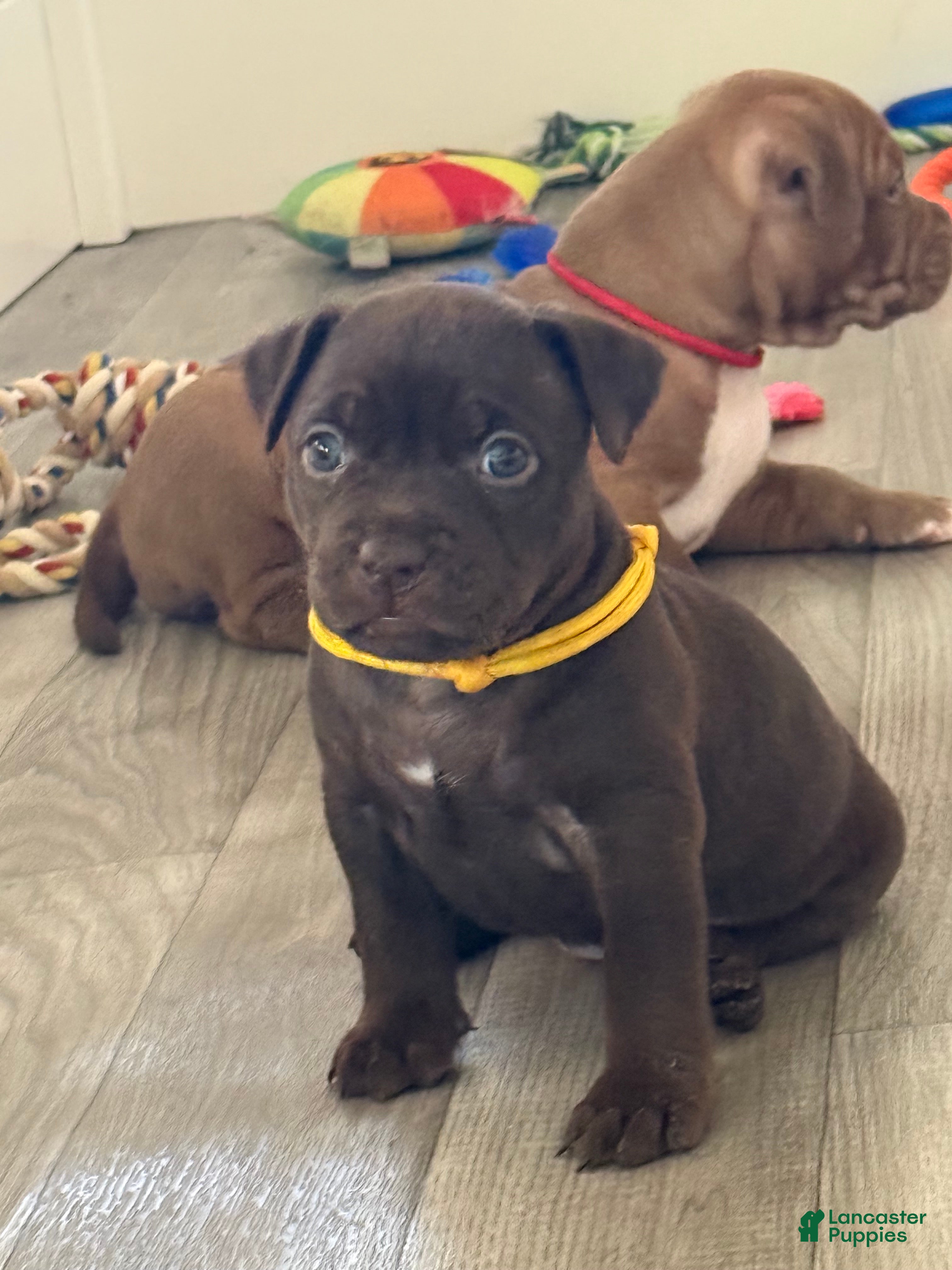 American Bully dogs American Bully 2 - Ad 2