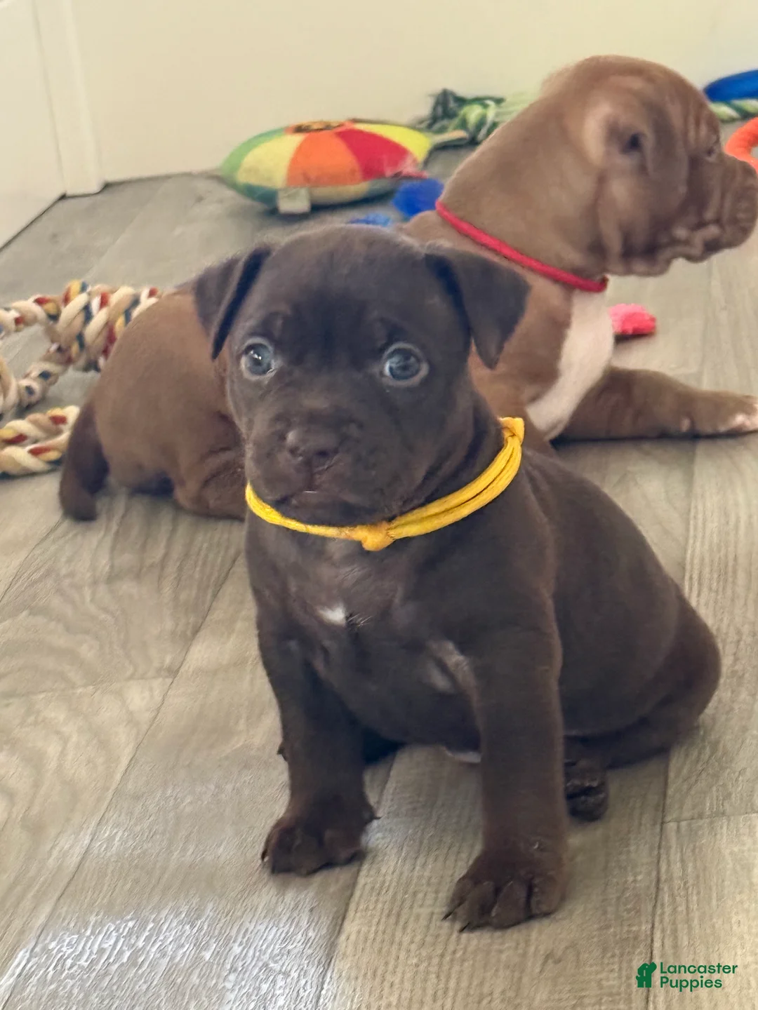 American Bully dogs for sale: American Bully 2 - Ad 2