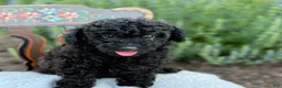 Toy Poodle dogs for sale: Captain - Ad 9
