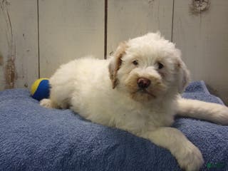 Goldendoodle dogs Hans - Ad 39