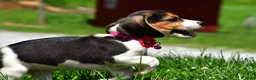 Beagle dogs for sale: Violet - Ad 3