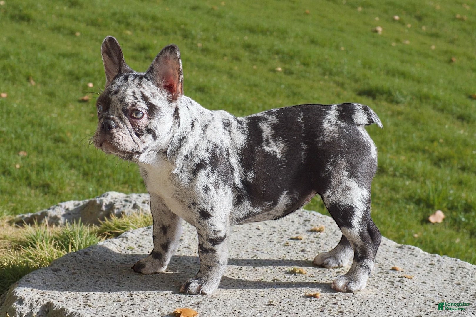 French Bulldog dogs Nadia - Ad 12