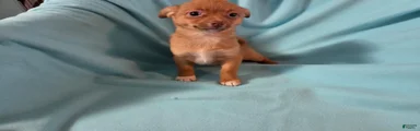 Chihuahua Puppy 1