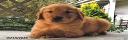 Golden Retriever dogs for sale: Maple   - Ad 3
