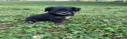 Mini Bernedoodle dogs for sale: Haymitch - Ad 12