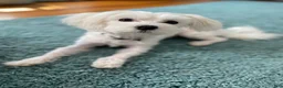 Maltese dogs for sale: Rocky - Ad 17
