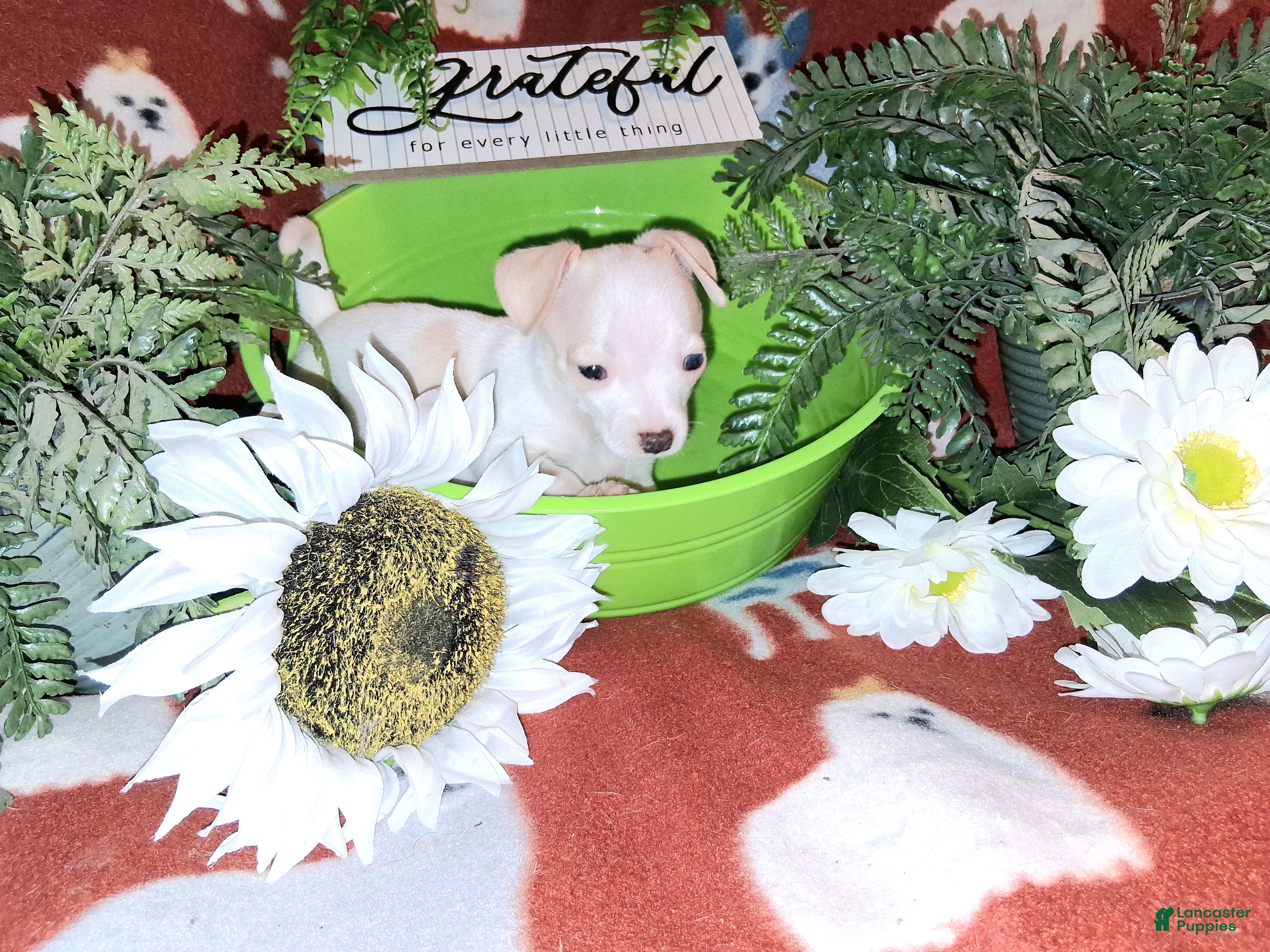 Jack Chi dogs Nugget - Ad 1