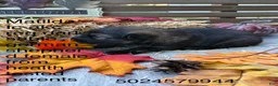 German Shepherd dogs for sale: German Shepherd 5 - Ad 5