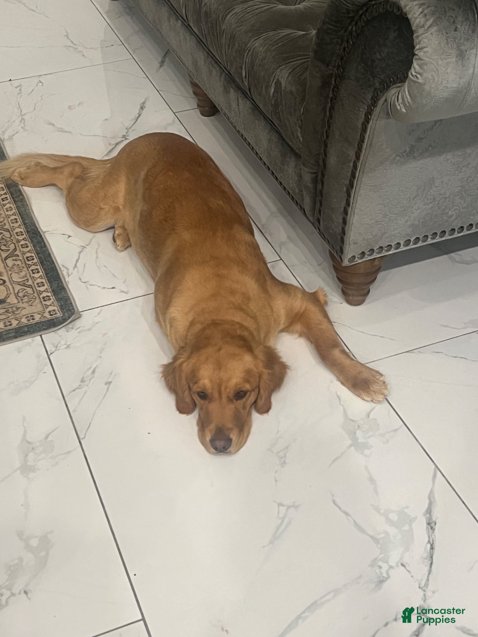 Goldendoodle dogs Morgan - Ad 2