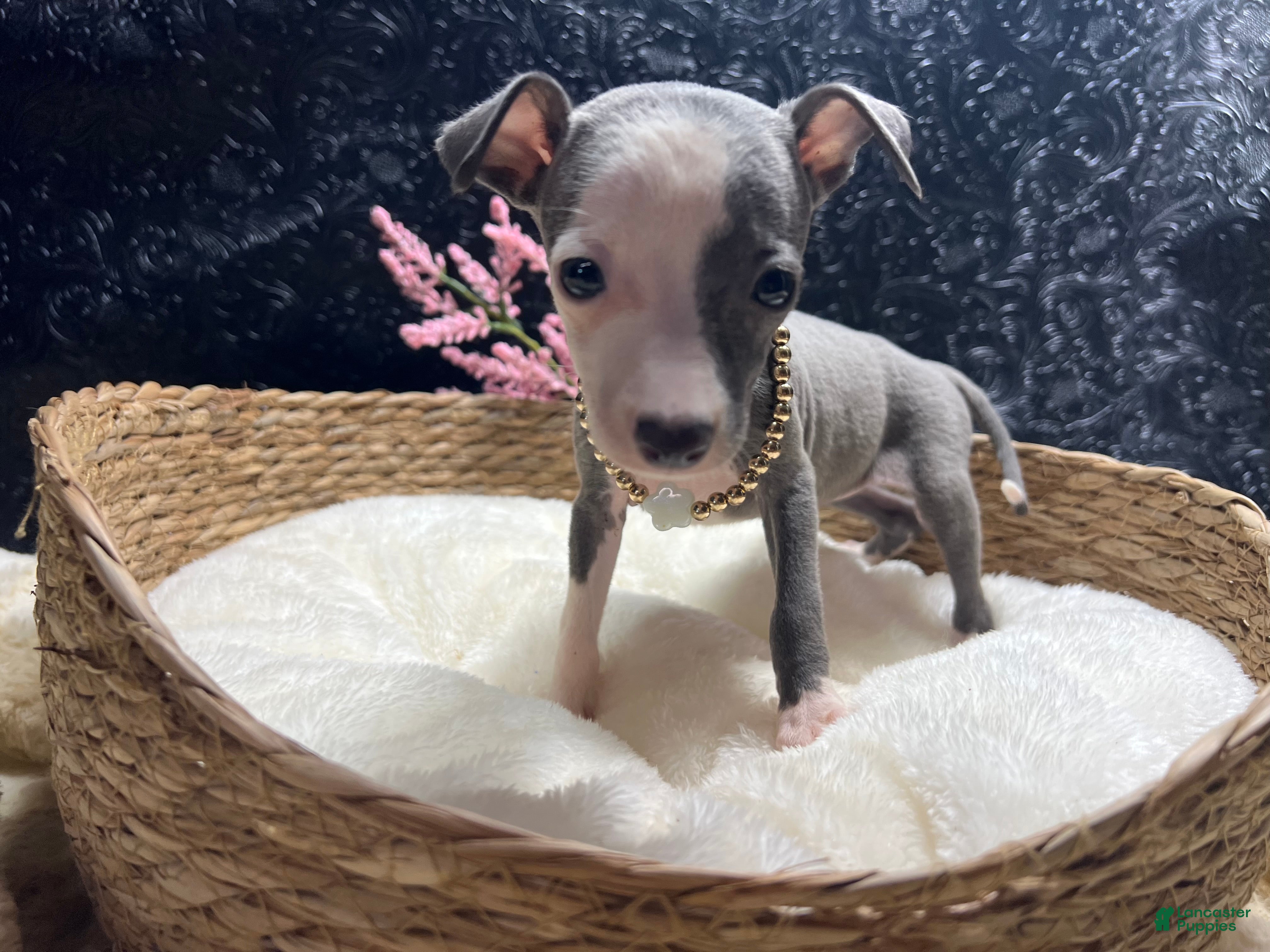 Italian Greyhound dogs Italian Greyhound 5 - Ad 2
