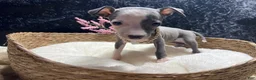 Italian Greyhound dogs for sale: Italian Greyhound 5 - Ad 2