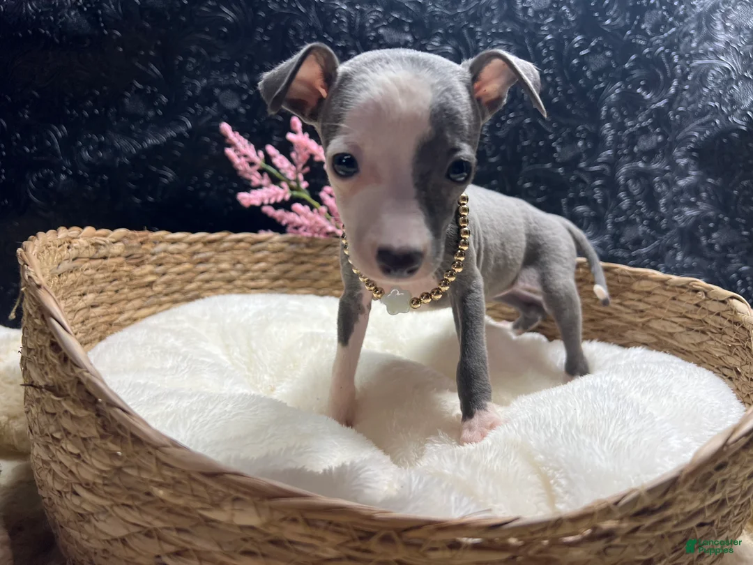 Italian Greyhound dogs for sale: Italian Greyhound 5 - Ad 2
