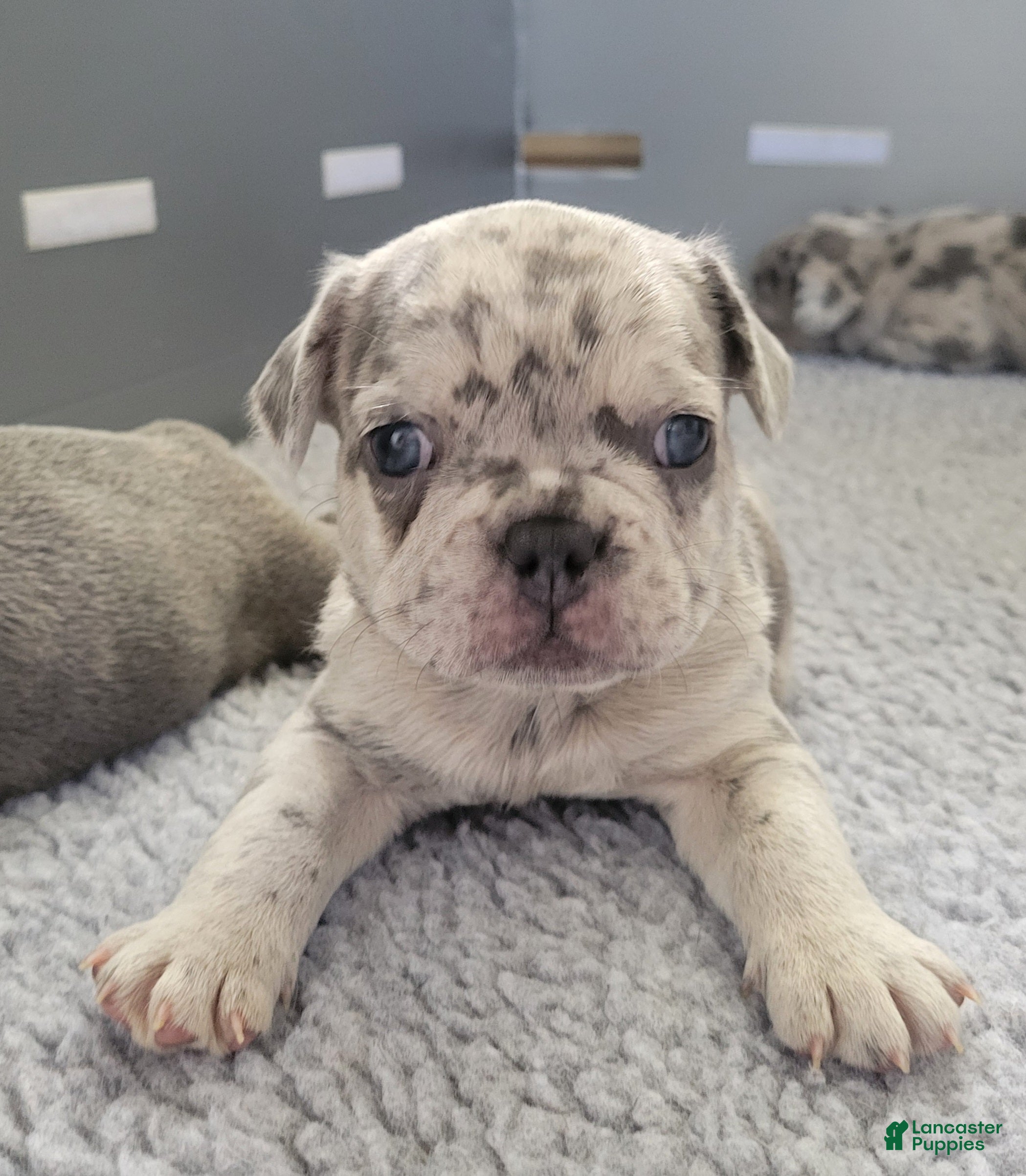 French Bulldog dogs for sale: Rocky - Ad 1