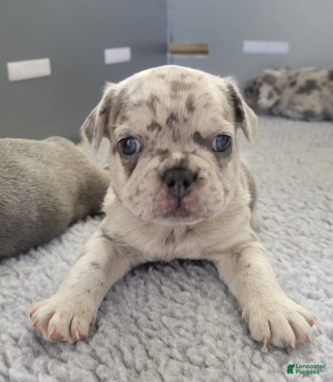 French Bulldog dogs for sale: Rocky - Ad 1